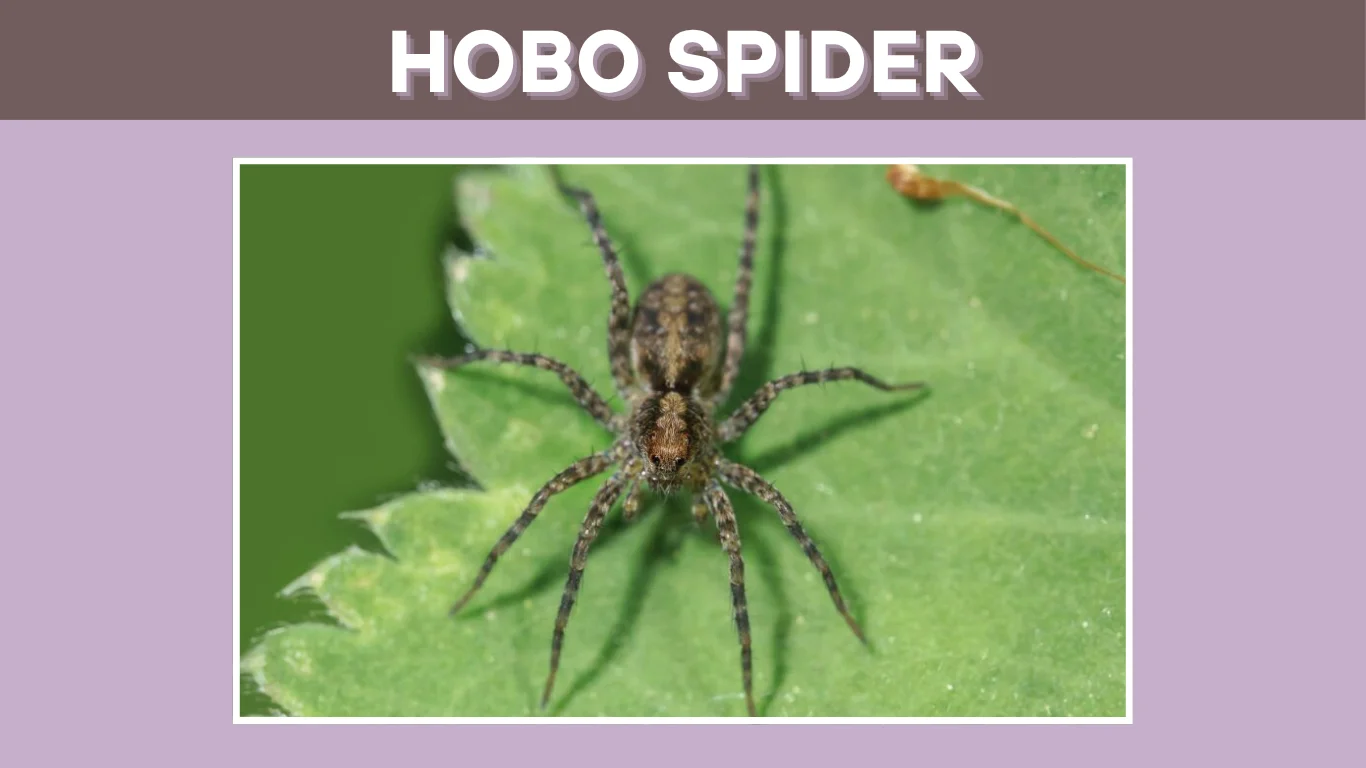 What is the Average Lifespan of a Hobo Spider? 
