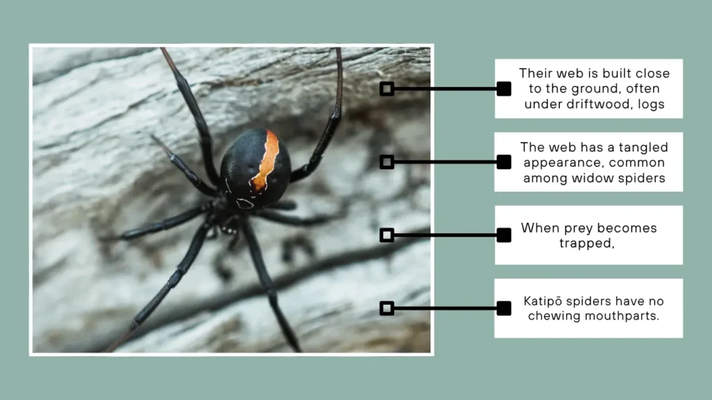 How Do Katipō Spiders Hunt and Feed