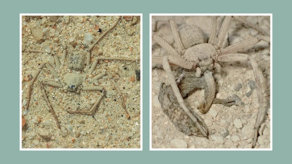 How Does It Hunt and Eat