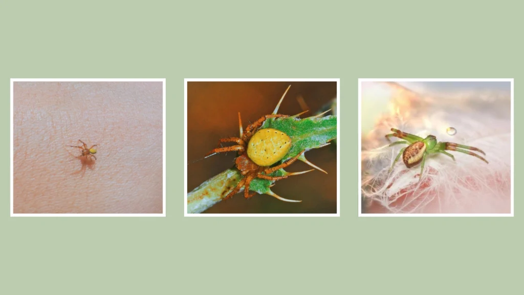 How It Compares to Araniella opisthographa