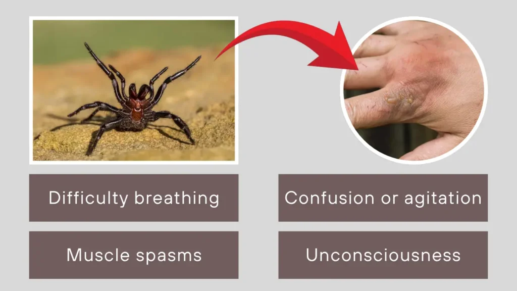 How dangerous is the Sydney funnel-web spider