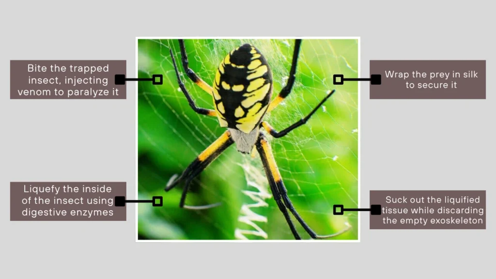 How do orb weaver spiders eat