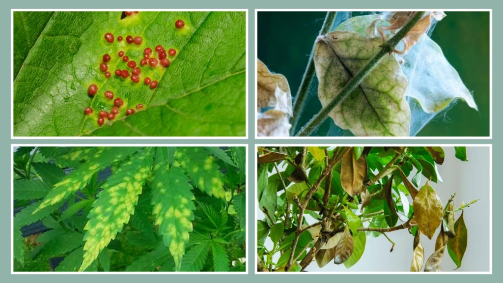 How to Get Rid of Red Spider Mites Naturally