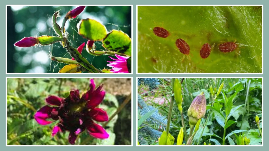 How to Get Rid of Spider Mites During Flowering (Including Cannabis)