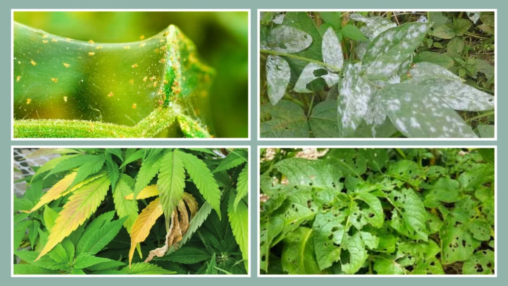 How to Get Rid of Spider Mites Naturally (DIY Methods)