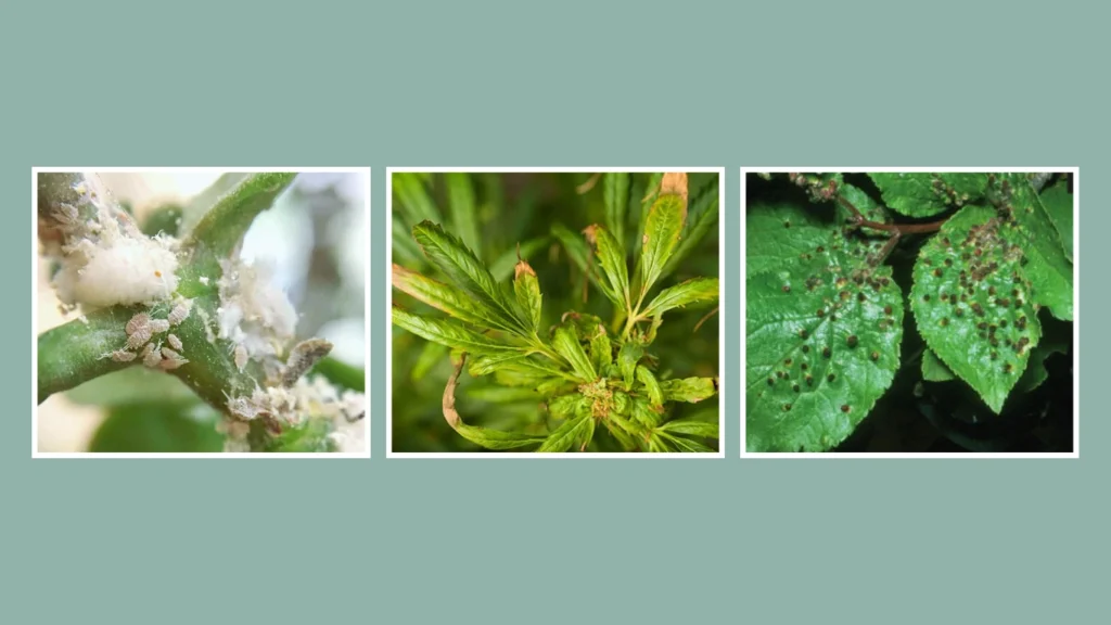 How to Get Rid of Spider Mites for Good (Long-Term Prevention)