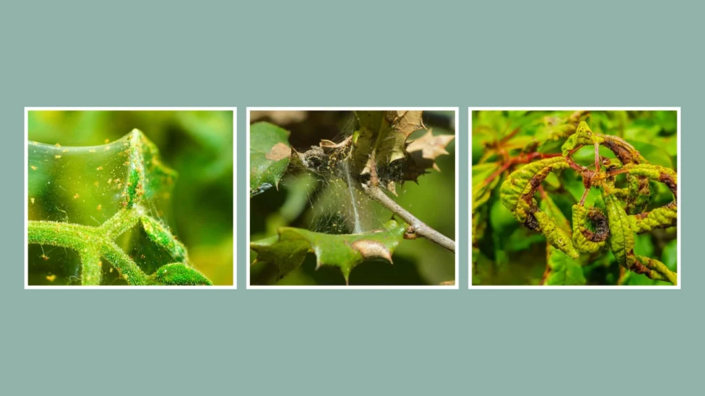 How to Get Rid of Spider Mites in Greenhouse or Grow Tent