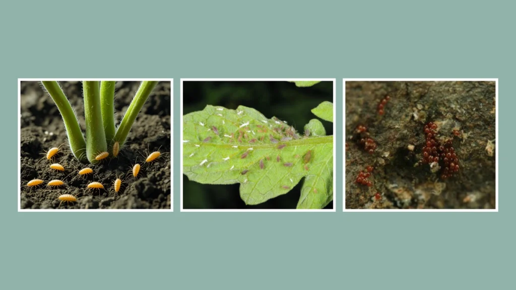 How to Get Rid of Spider Mites in Soil