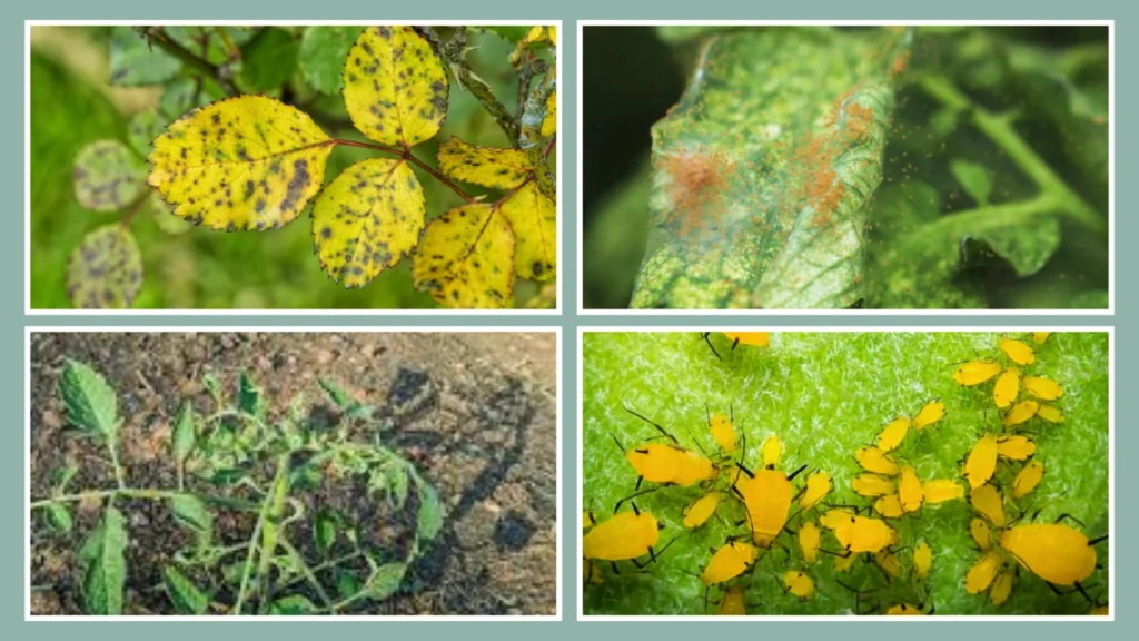 How to Get Rid of Spider Mites on Herbs and Small Plants