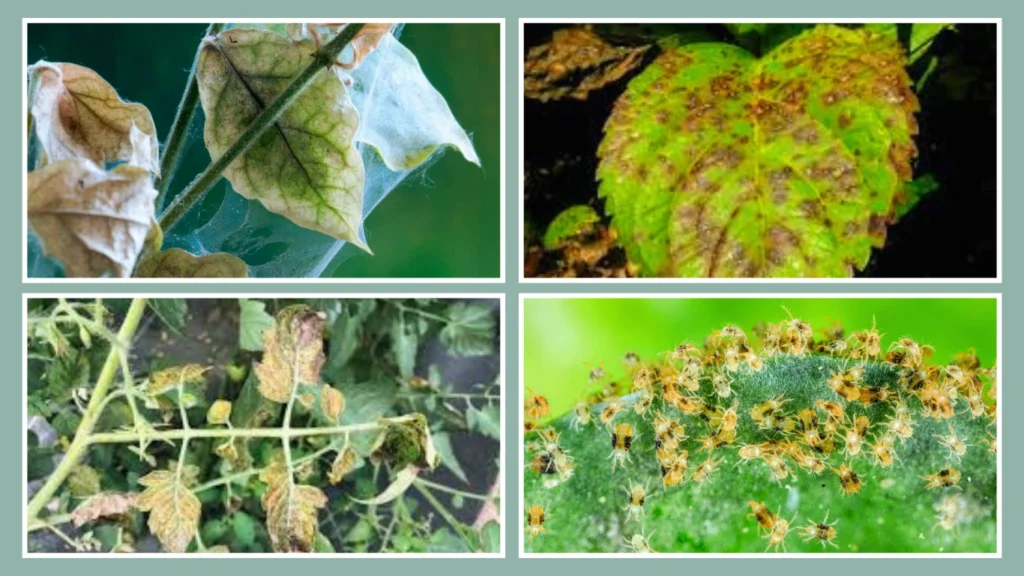 How to Get Rid of Spider Mites on Outdoor Plants
