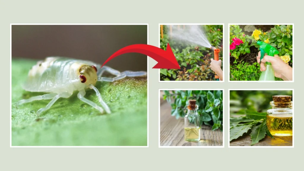 How to Get Rid of Spider Mites on Plants