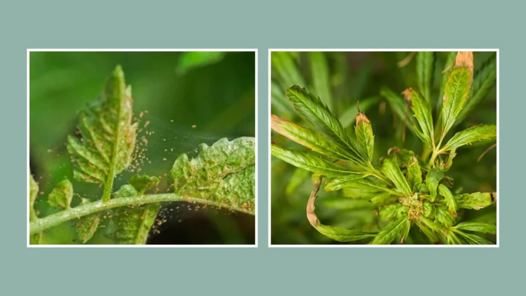 How to Get Rid of Spider Mites on Popular Houseplants