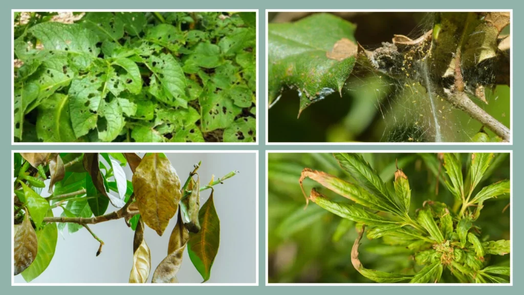 How to Get Rid of Spider Mites on Trees and Bushes