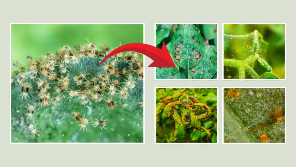 How to Identify If Spider Mites Are the Cause