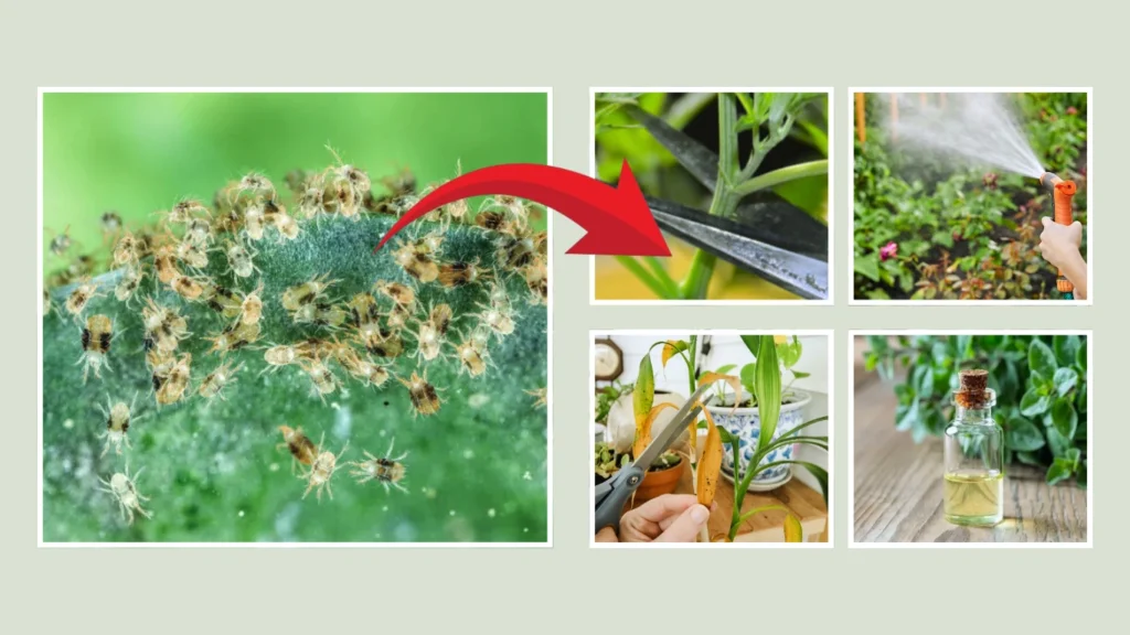 How to Kill Spider Mites on Plants Permanently 