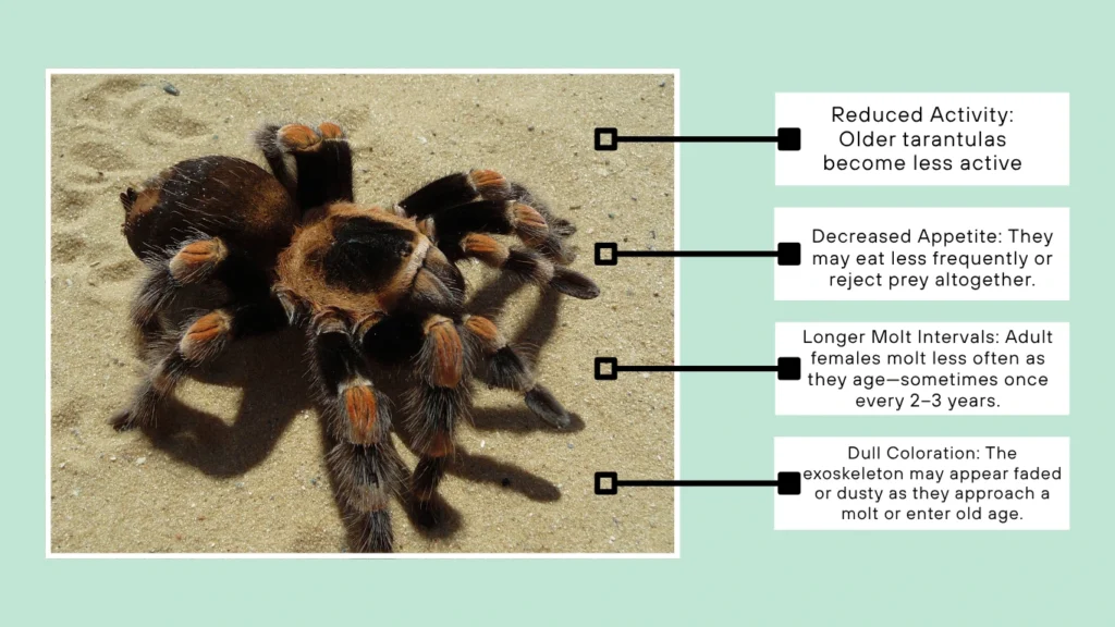 How to Tell If a Tarantula Is Aging