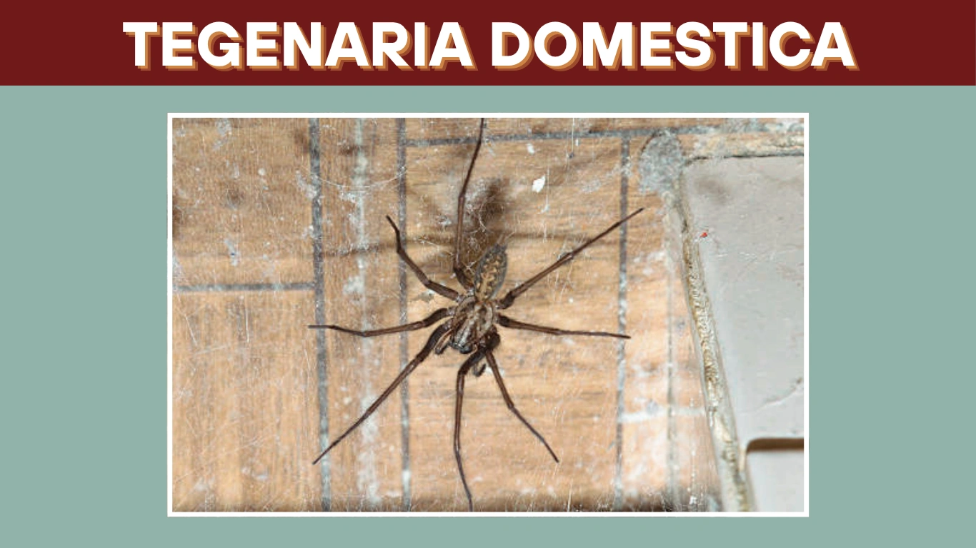 Tegenaria Domestica: Size, Habitat, Lifecycle, Bite, Venom