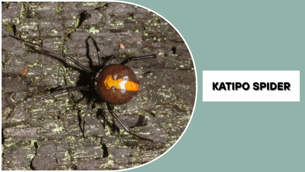 Is the Katipo Spider Endangered