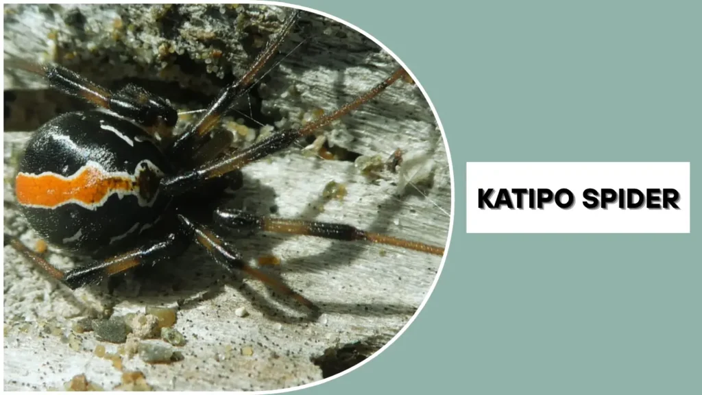 Katipō Spider A Venomous Species