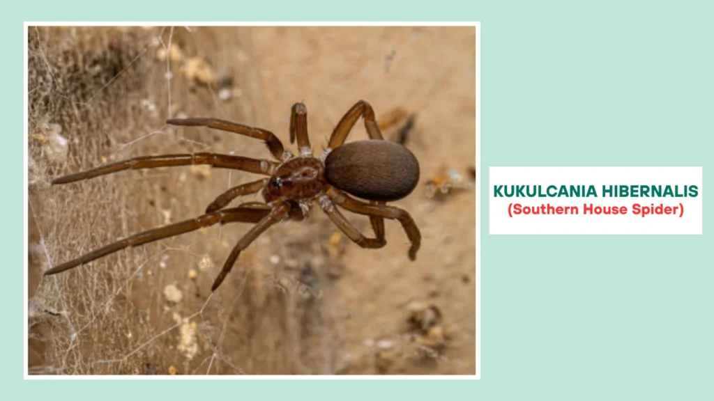 Kukulcania hibernalis (Southern House Spider)