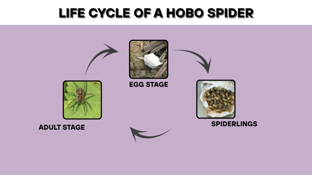 Life Cycle of a Hobo Spider
