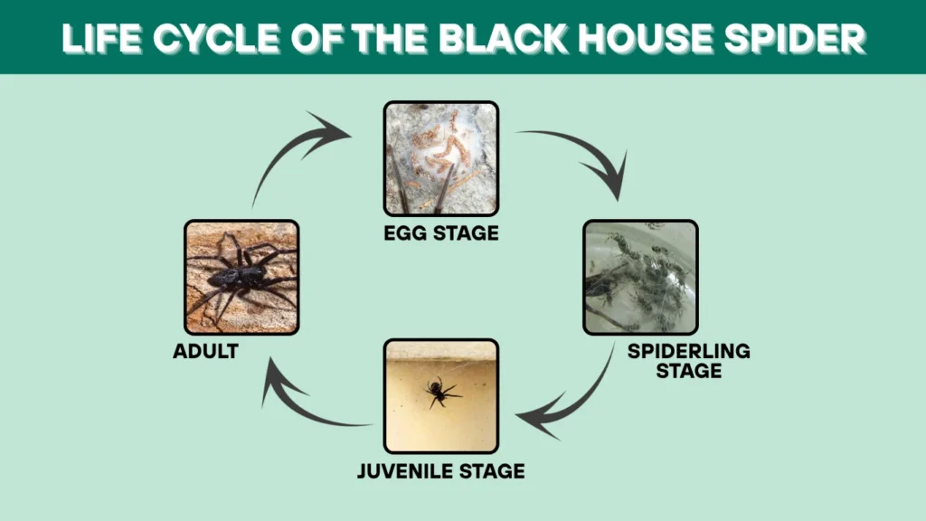Life Cycle of the Black House Spider