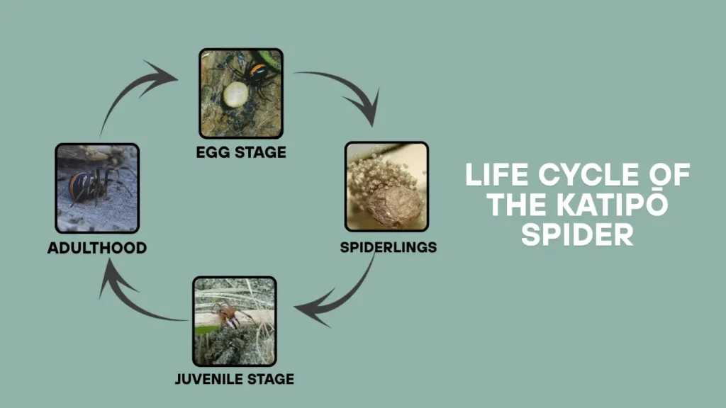 Life Cycle of the Katipō Spider