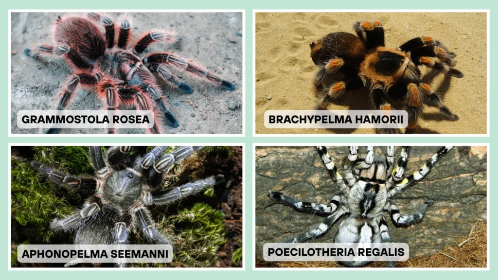 Lifespan by Popular Species