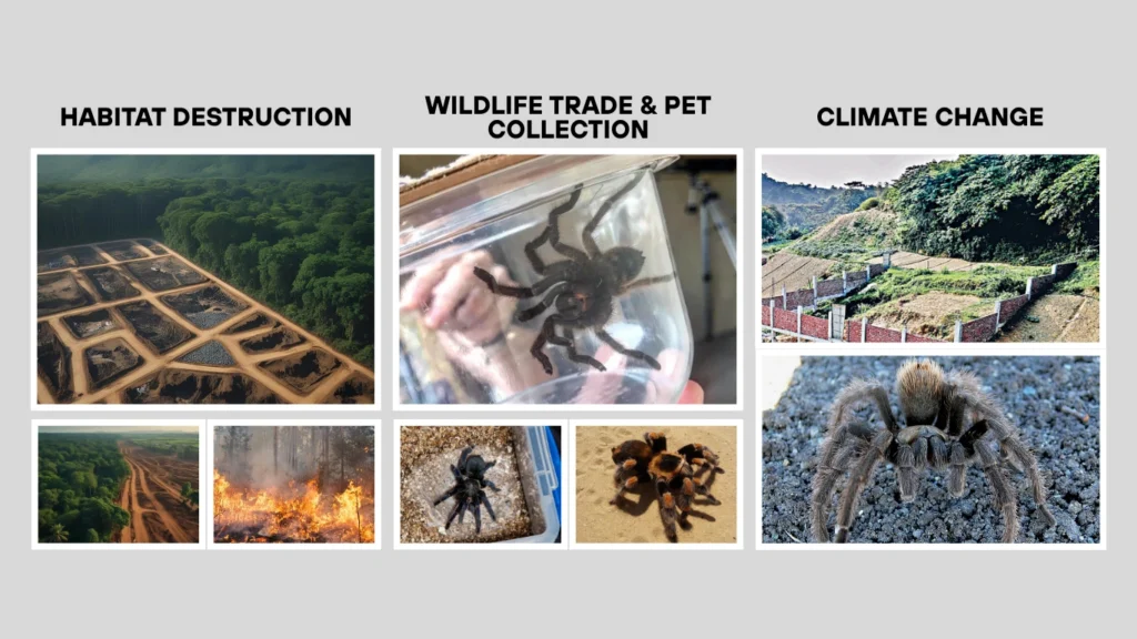 Major Threats to Tarantula Populations