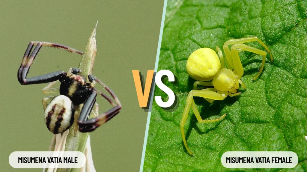 Misumena vatia Male vs Female Differences