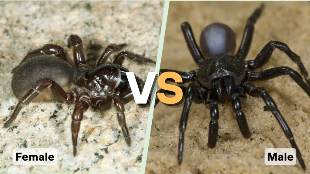 Male vs. Female Lifespan