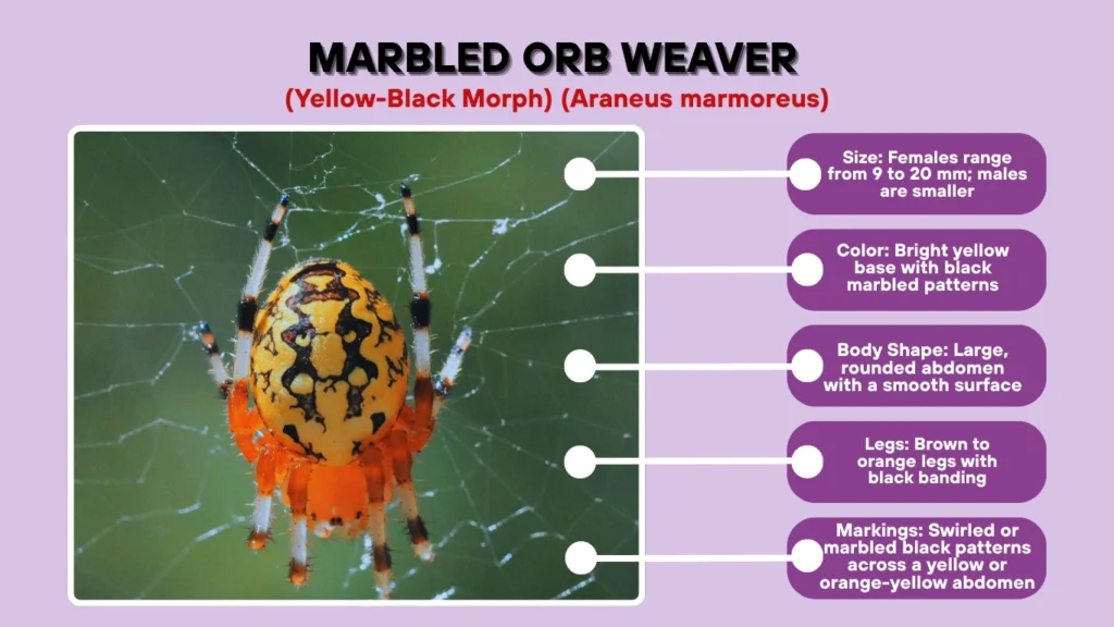 Marbled Orb Weaver (Yellow-Black Morph) (Araneus marmoreus)