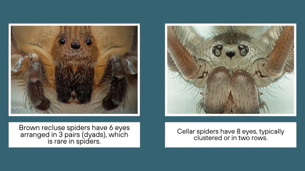 Cellar Spider vs Brown Recluse Markings and Eye Pattern