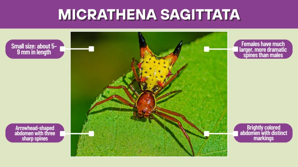 Micrathena sagittata