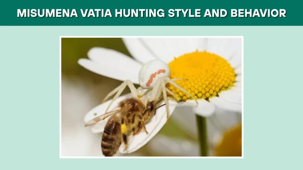 Misumena vatia Hunting Style and Behavior