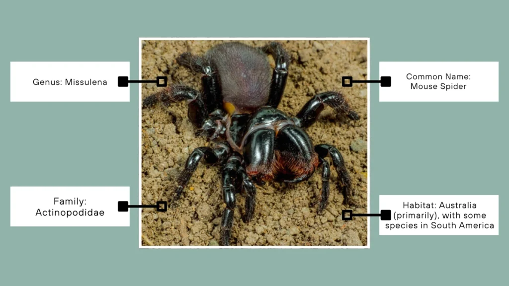 What Are Mouse Spiders?