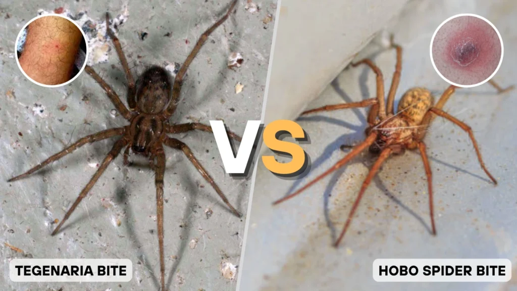 Bite Danger and Medical Relevance