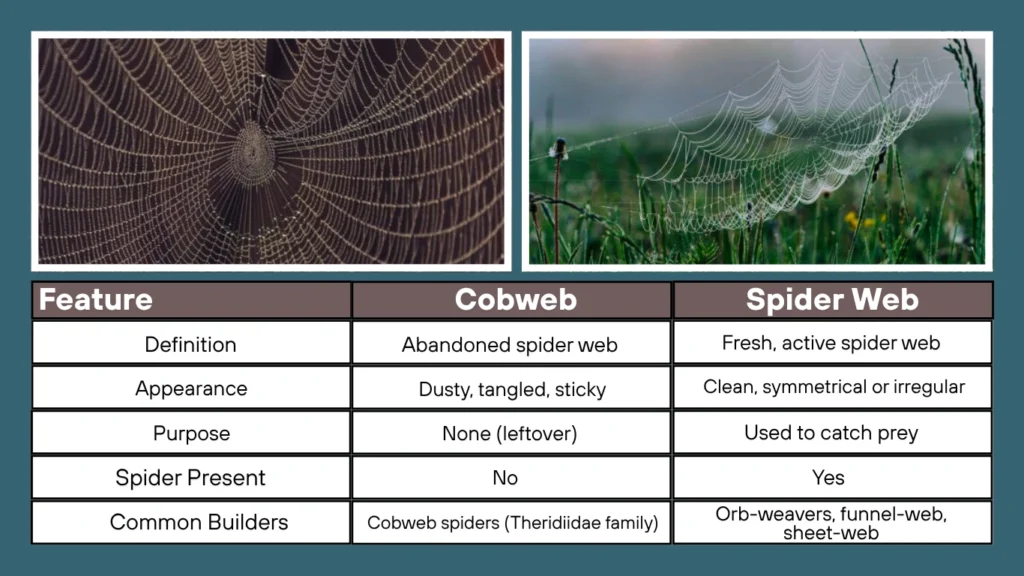  Cobweb vs Spider Web