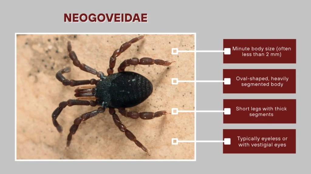 Neogoveidae