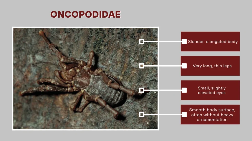 Oncopodidae