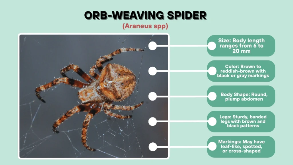 Orb-Weaving Spider (Araneus spp.)