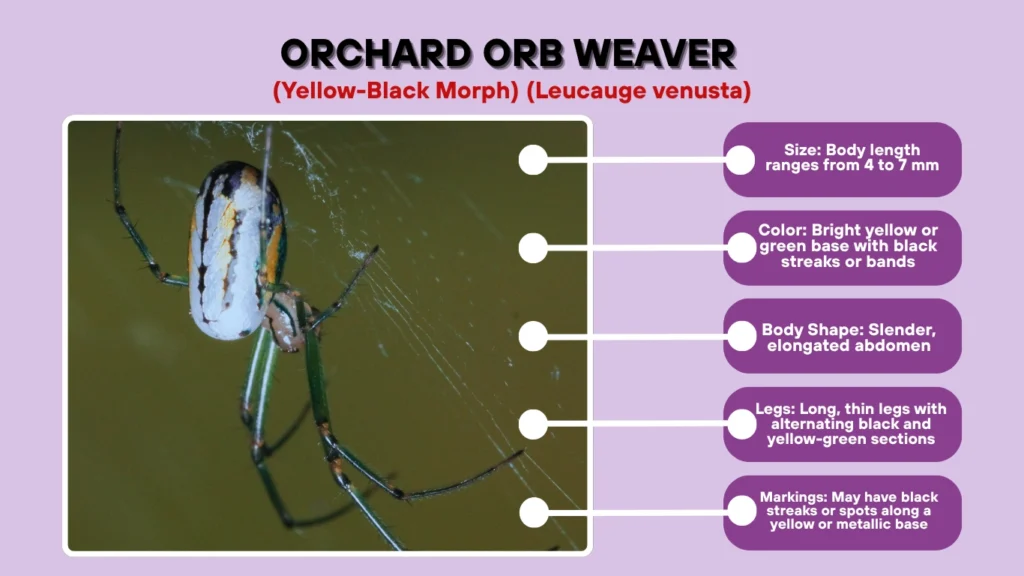 Orchard Orb Weaver (Yellow-Black Morph) (Leucauge venusta)