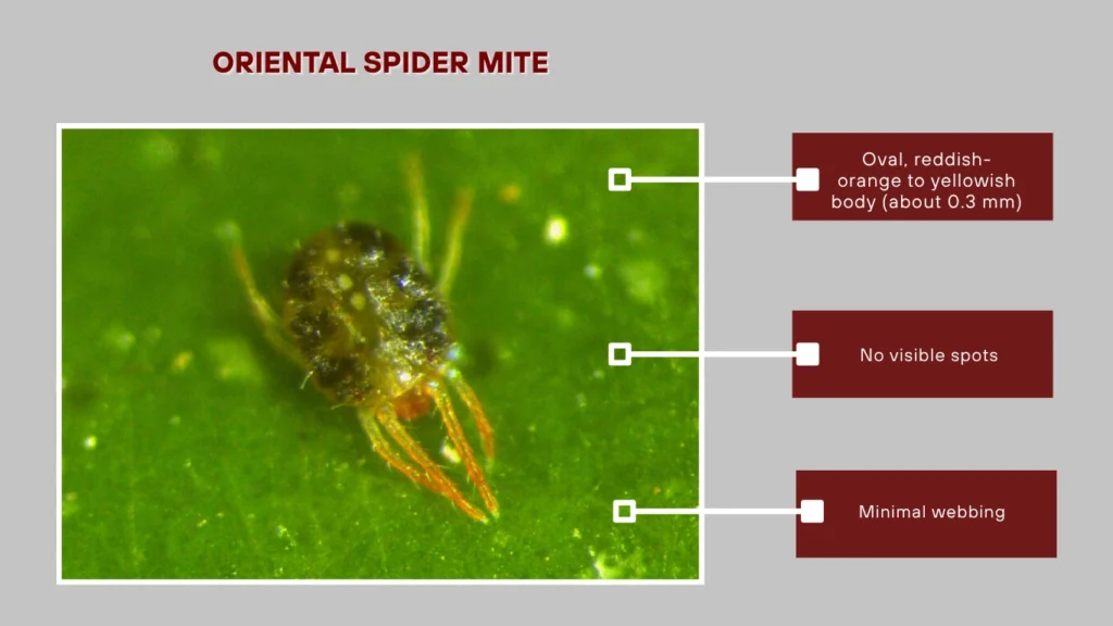Oriental Spider Mite