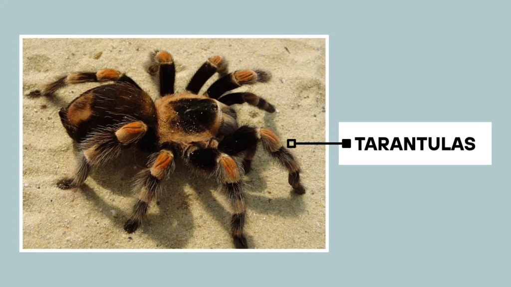 Tarantulas Overview