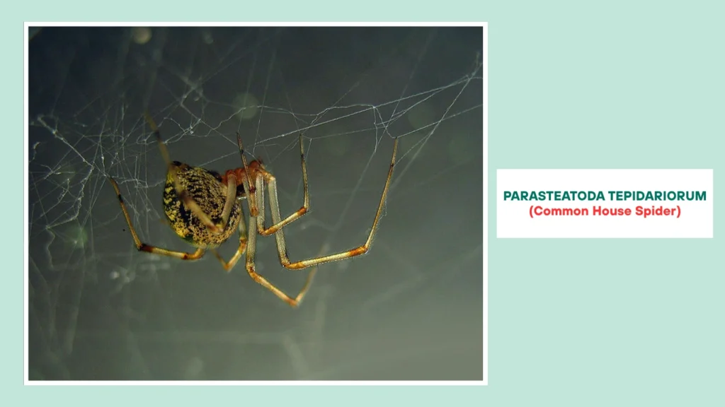 Parasteatoda tepidariorum (Common House Spider)