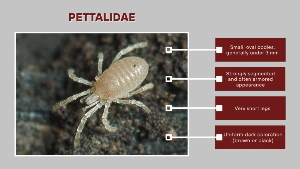 Pettalidae