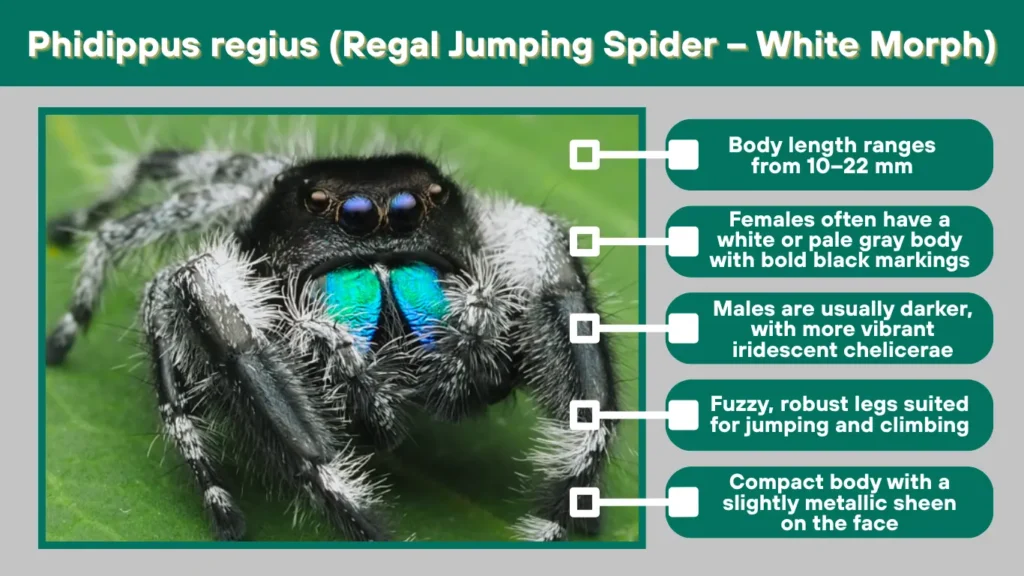 Phidippus regius (Regal Jumping Spider – White Morph)