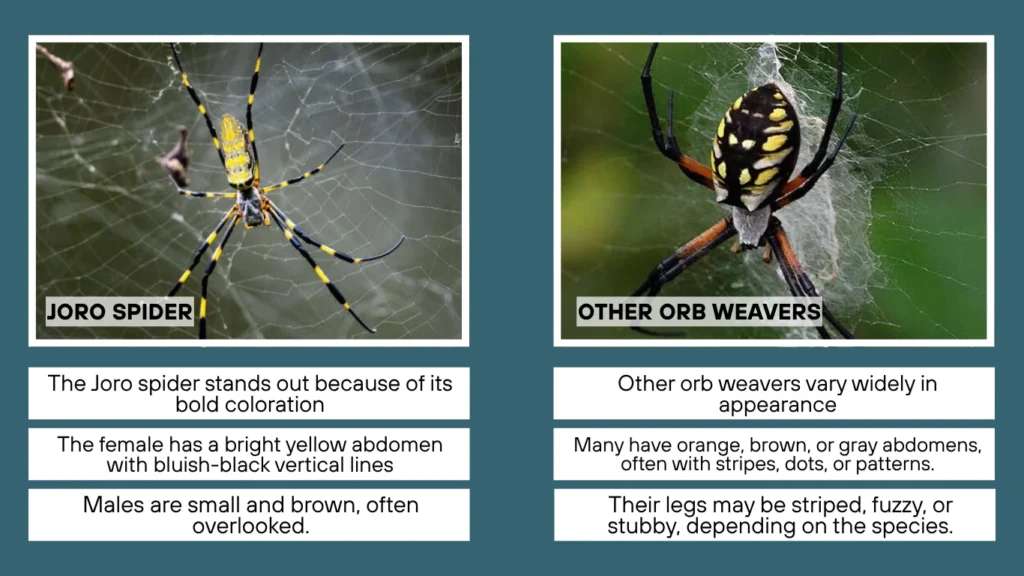 Joro Spider vs Orb Weaver Physical Appearance