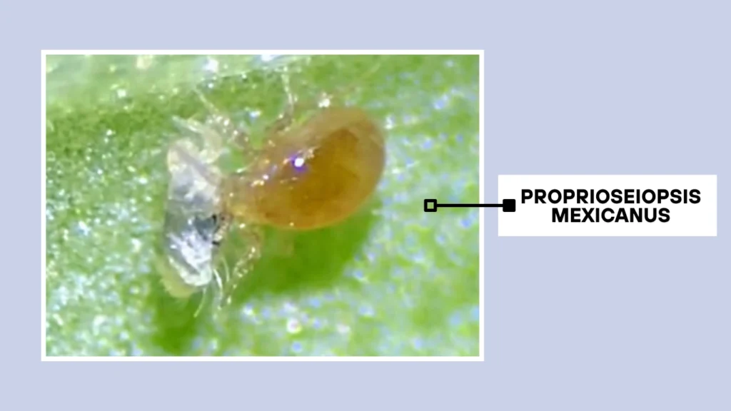 Proprioseiopsis mexicanus