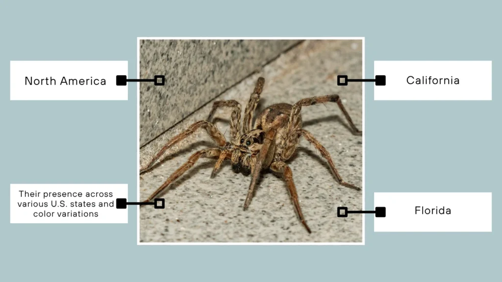 Wolf Spiders Regional Presence